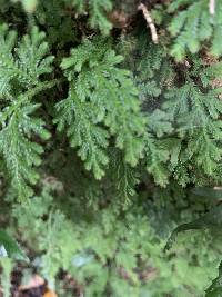 Selaginella moellendorffii image