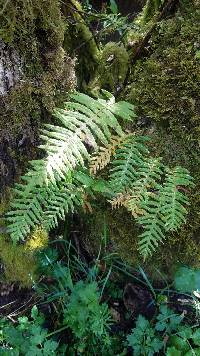 Polypodium glycyrrhiza image