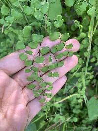 Adiantum jordanii image