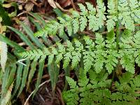 Dryopteris expansa image