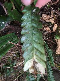 Austroblechnum membranaceum image