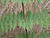 Dryopteris oligodonta image