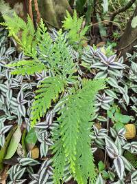 Selaginella delicatula image