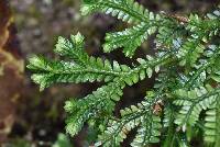 Selaginella doederleinii image