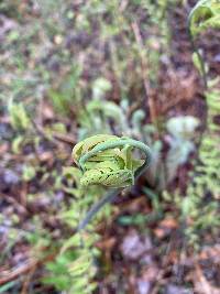 Osmunda regalis subsp. spectabilis image