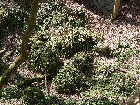 Asplenium scolopendrium image