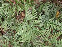 Pteris semipinnata image