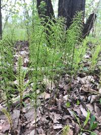 Equisetum pratense image