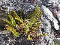 Dryopteris fragrans image