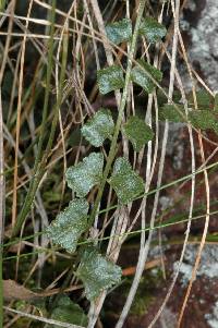 Asplenium flabellifolium image