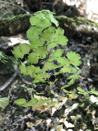 Adiantum jordanii image