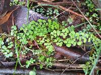 Adiantum aethiopicum image