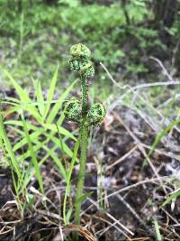 Pteridium latiusculum subsp. pinetorum image