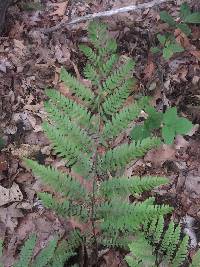 Athyrium angustum image