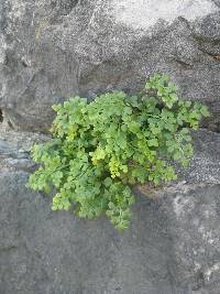 Asplenium ruta-muraria image