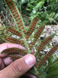 Polypodium scouleri image