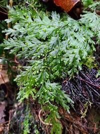 Hymenophyllum demissum image