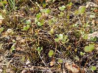 Marsilea strigosa image