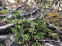 Austrolycopodium fastigiatum image