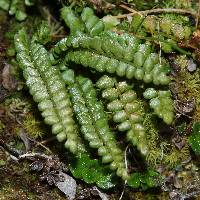 Asplenium viride image