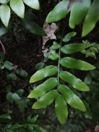 Arthropteris tenella image