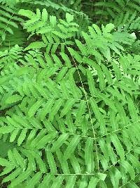 Osmunda regalis subsp. spectabilis image