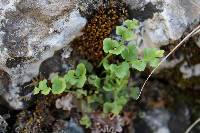 Asplenium ruta-muraria image