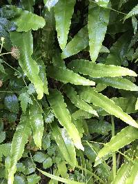 Asplenium scolopendrium image