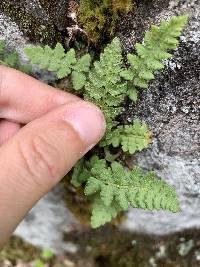 Woodsia ilvensis image