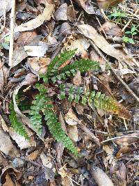 Adiantum hispidulum image