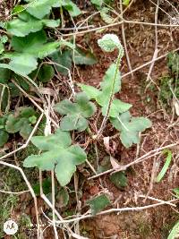 Hemionitis palmata image