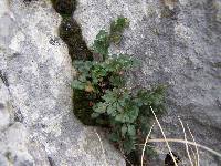 Asplenium ruta-muraria image