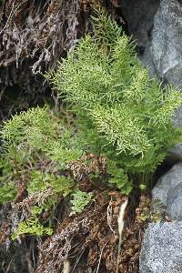 Cryptogramma acrostichoides image