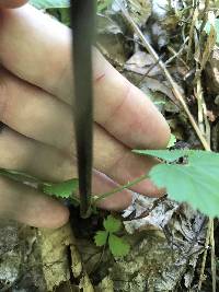 Pteridium latiusculum subsp. latiusculum image