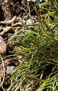 Asplenium septentrionale image