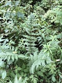 Dryopteris clintoniana image