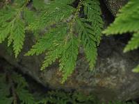 Selaginella delicatula image