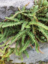 Asplenium ceterach image