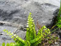 Asplenium adulterinum image