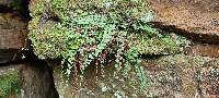 Asplenium flabellifolium image