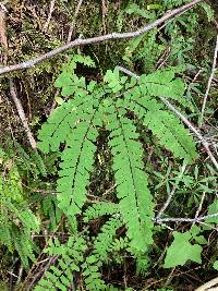 Adiantum aleuticum image