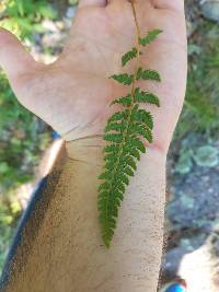 Woodsia ilvensis image