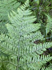 Dryopteris expansa image