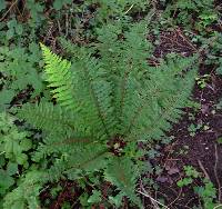 Polystichum setiferum image