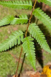 Dryopteris celsa image