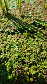 Azolla rubra image