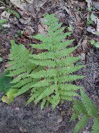 Athyrium angustum image