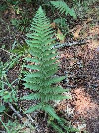 Dryopteris arguta image