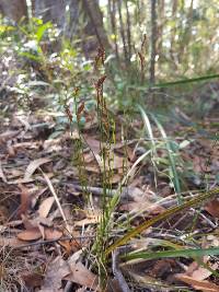 Schizaea bifida image