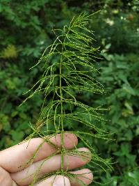 Equisetum pratense image